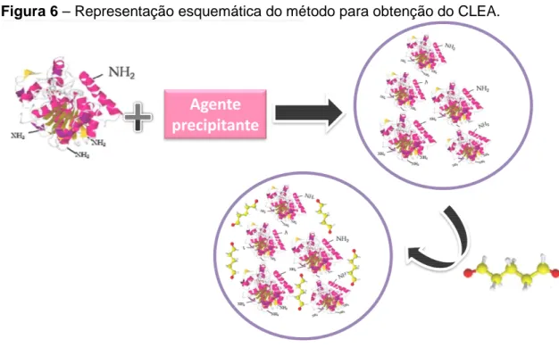 Figura 6 – Representação esquemática do método para obtenção do CLEA. 