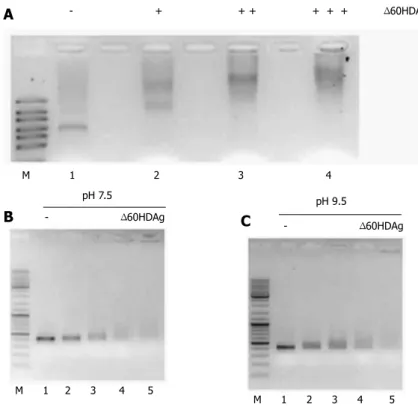 Figure 6  Gel retardation assay. A: Binding of ∆60HDAg to  HDV RNA. Purified recombinant ∆60HDAg was incubated,  in standard pH 7.5 binding buffer, with 100 ng of HDV RNA  at increasing concentrations (0, 0.5, 1.5, and 3  μmol/L,  respectively)