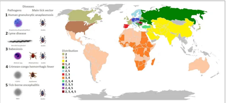 FIGURE 1 | Model organisms: tick-borne pathogens that constitute a growing burden for human and animal health
