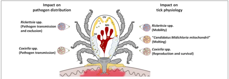 FIGURE 3 | Possible impact of tick microbiome on pathogen transmission. Tick microbiome may affect pathogen transmission either directly via nutrient competition or induced/reduced immunity, or indirectly by affecting tick populations (viability, reproduct