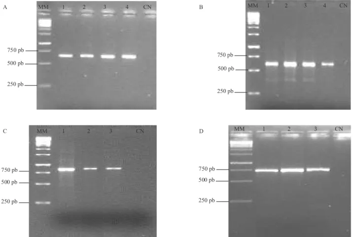 Figura  1.  Perfil  eletroforético  de  fragmentos  amplificados  de  DNA  de  isolados  de  Bacillus  thuringiensis