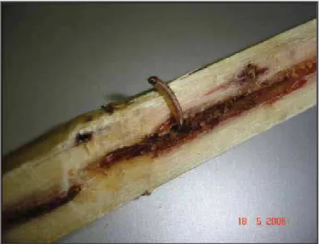 Figura 2. Lagarta de Diatraea saccharalis sobre o colmo de  cana-de-açúcar. 
