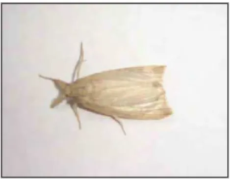 Figura 4. Adulto de Diatraea saccharalis (fêmea). 