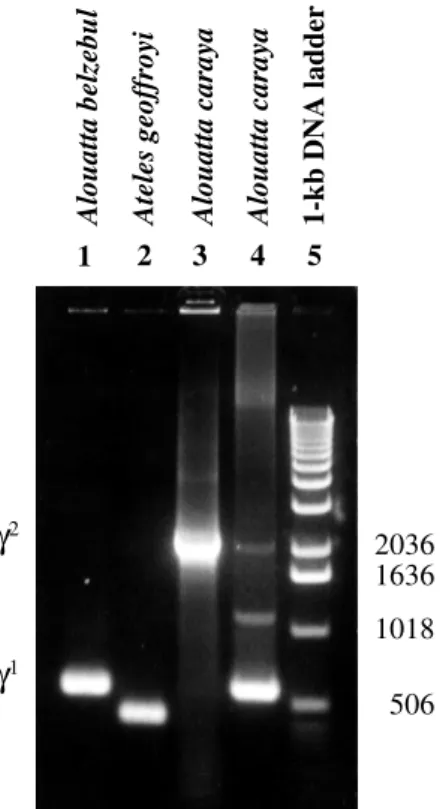 Figure 2 - PCR-amplified γ gene DNA in atelids: 1 - γ 1  fragment of the purified PCR product of Alouatta belzebul; 2 - γ 1  fragment of the purified PCR product of Ateles geoffroyi; 3 - γ 2  fragment of the purified PCR  prod-uct of Alouatta caraya; 4 - P