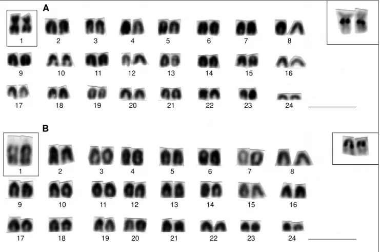 Figure 3 - Karyotype of Plagioscion sp. A) Cytotype a and B) cytotype b. NOR-bearing chromosomes appear in the square inset