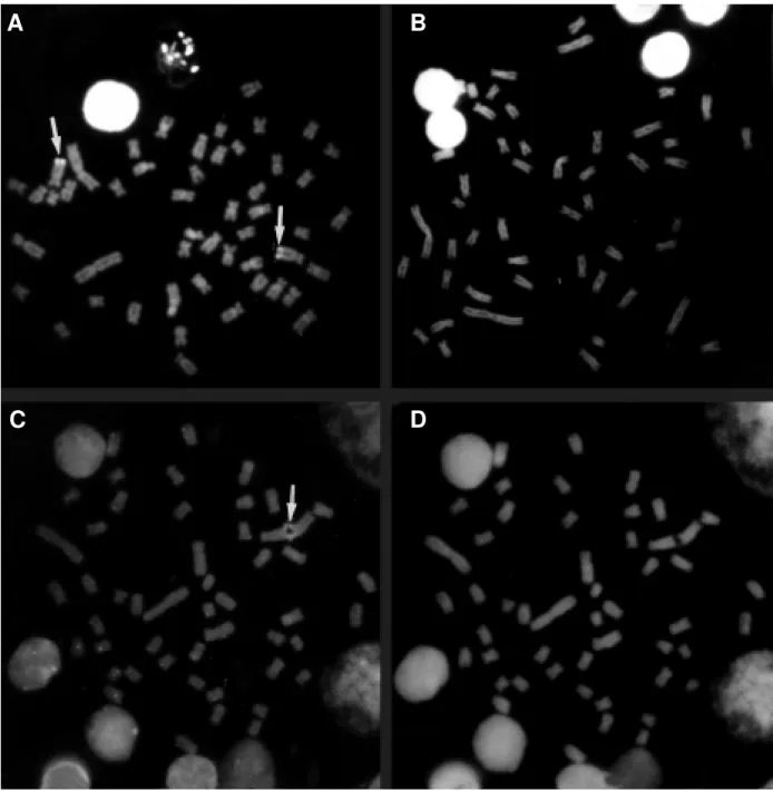 Figure 2 - Metaphases stained by mithramycin in (A) Brycon lundii and (C) Brycon microlepis,  and by DAPI in (B) Brycon lundii and (D) Brycon microlepis