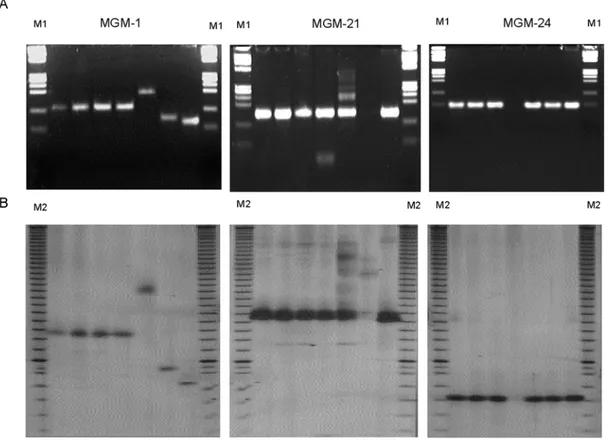 Figure 1 - Electrophoretic profiles of MGM-1, MGM-21 and MGM-24 SSR markers. (A) 3.5% agarose gels, (B) 4% polyacryla- polyacryla-mide gels