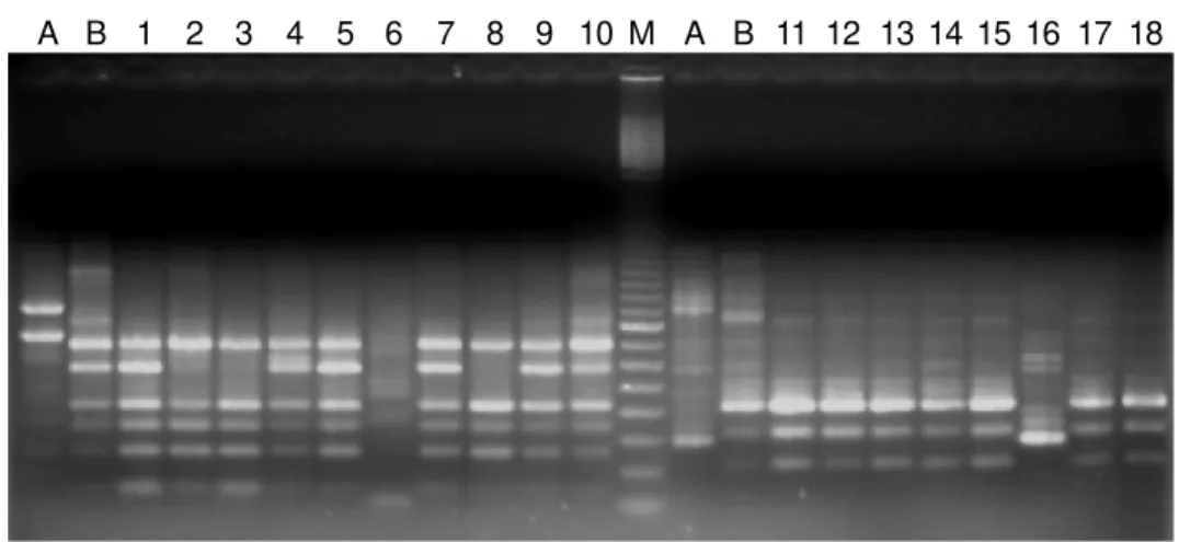 Figure 1 - A representative RAPD reaction set for the differentiation of whitefly biotypes