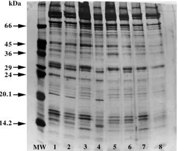Figure 1 - Electrophoresis in 14% SDS-PAGE of membrane proteins of bovine spermatozoa