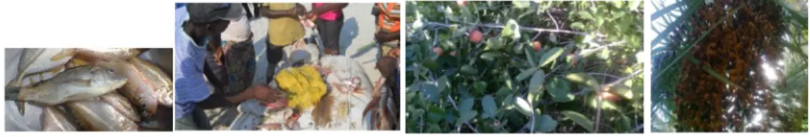 Figura 4 -  Frutos, ervas, folhas e nozes   Figura 3 - Algumas culturas de Ndzilo 