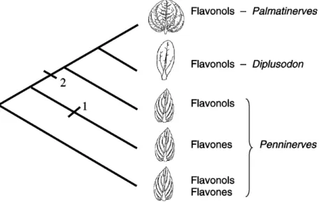 Figure 5 - Hypothetical phyletic relationships between sections of Diplusodon (Lythraceae), based on venation patterns and distribution of flavonoids