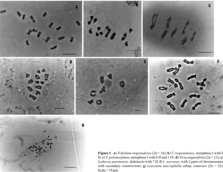 Figure 1 - a) Trifolium riograndense (2n = 16); b) T. riograndense, metaphase I with 8 II; c) T