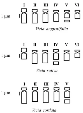 Figure 2 - Idiograms of the Vicia sativa aggregate taxa (from Weber and Schifino-Wittmann, 1999).