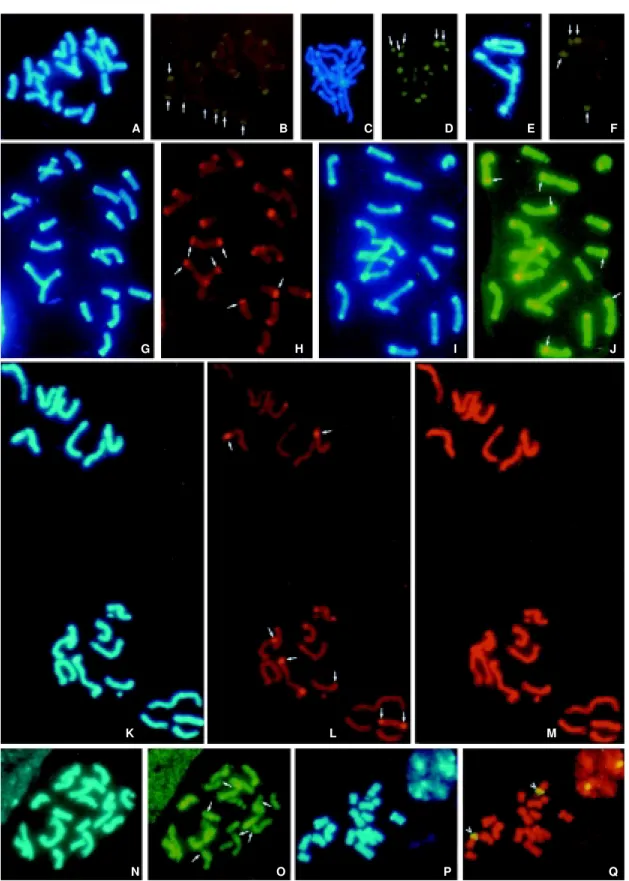 Figure 2 - A-J, Mitotic cells of Z. luxurians. A, Metaphase. C, Prophase. A, C, E, G, I, DAPI counterstaining