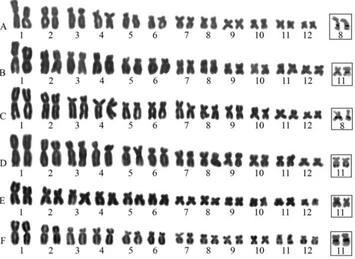 Figure 1 - Giemsa stained karyotypes of Scinax species: (A) S. boesemani, (B) S. camposseabrai, (C) S