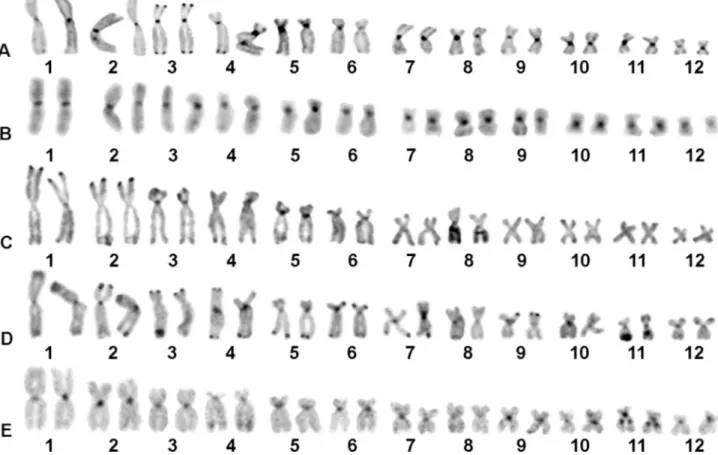 Figure 2 - C-banded karyotypes of Scinax species: (A) S. boesemani, (B) S. camposseabrai, (C) S