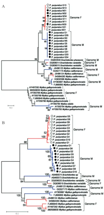 Figure 4 - Neighbour-joining tree for evolutionary relationships of the F and M genomes of P
