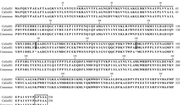 Figure 1 - Alignment of galactinol synthase amino acid sequences from Coffea canephora (CcGolS1 – Contig 7664) and Coffea arabica (ADM92588.1 – CaGolS1)