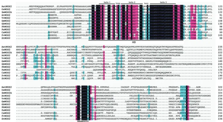 Figure 2 - Multiple sequence alignment of WOX2. Abbreviations are G. biloba, Gb; G. max, Gm; V