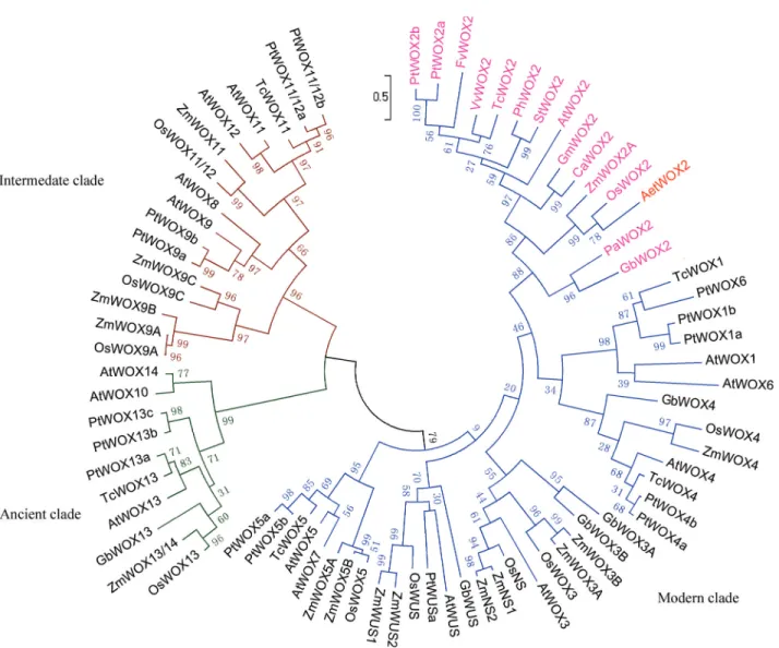 Figure 4 - Phylogenetic analysis of plant WUS/WOX proteins based on the Maximum Likelihood method