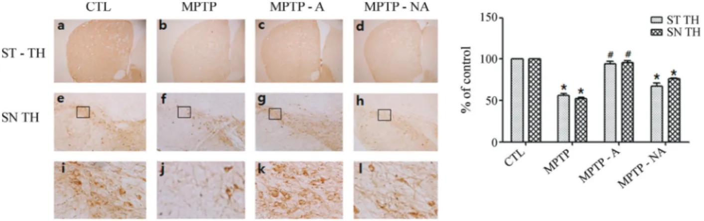 Figure 1 - TH expression is maintained by acupuncture in a chronic MPTP-induced Parkinsonism model