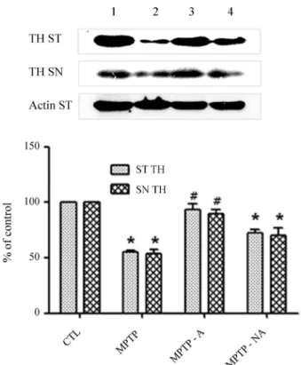 Figure 2 - Inhibition of the decrease in MPTP-induced TH expression by acupuncture at acupoints