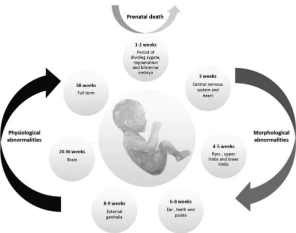 Figure 2 - Critical stages of human embryological development.