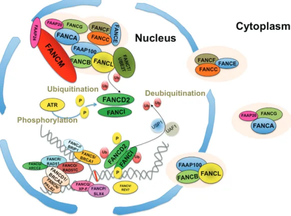 Figure 1 - Schematic representation of the subcellular distribution of the FANC proteins, their association and their relocalization in nuclear foci at stalled replication forks