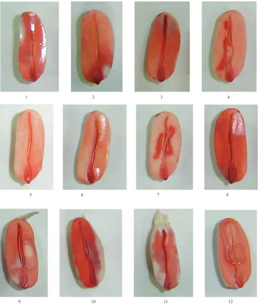 FIGURA 3. Sementes viáveis e não vigorosas de mamoneira (1, 2, 3, 4, 5, 6, 7, 8, 9, 10, 11 e 12 – ver descrição no  texto).