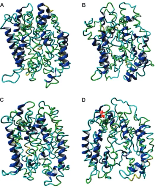 Figure 3 - Molecular models of the HvAACT1 proteins that differed only at residue 172, namely, L-172 (A, B) and V-172 (C, D)