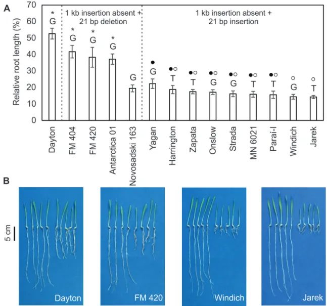 Figure 4 - Relative root length (RRL) of 14 barley genotypes belonging to different haplotypes in a short-term soil experiment