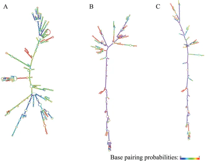 Figure 3 - Folding patterns of SQSTM1 transcript variants. A - transcript variant 1; B - transcript variant 2; C - transcript variant 3