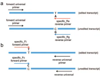 Figure 1 - Schematic illustration of qPCR analysis of RNA editing fre- fre-quency showing relative locations of (A) specific-reverse and (B)  spe-cific-forward qPCR primers