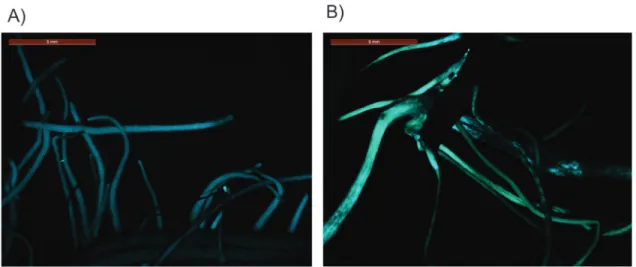 Figure 6 - Expression EGFP in A. rhizogenes transformed soybean roots submitted to 24 h of air- dried treatment