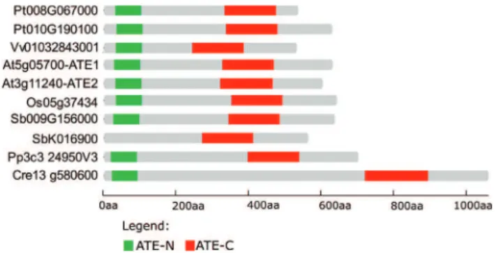 Figure 2 - Domain location of ATE protein sequences among plant spe- spe-cies. ATE coding sequences from distinct plant species, such as the eudicots Populus trichocarpa, Arabidopsis thaliana and Vitis vinifera, monocots Sorghum bicolor and Oryza sativa, m