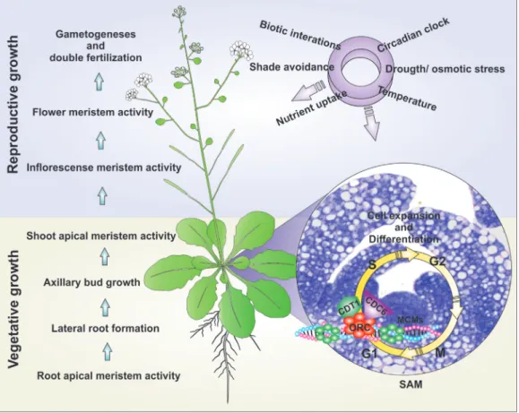 Figure 1 - Overview of cell cycle control modulation at meristems by endogenous and exogenous signals