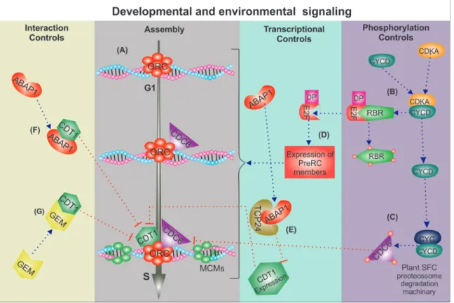 Figure 2 - Hypothetical model of pre-RC formation and regulation in plants. (A) Pre-replication complex (Pre-RC) assembly, activation and prevention of DNA re-replication is regulated by three major levels of controls that act in a coordinated way, connect