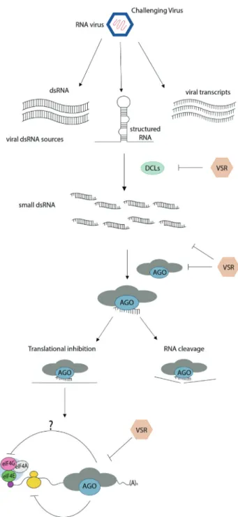 Figure 2 - An integrating overview of RNA silencing and AGO-mediated translational repression of mRNA targets