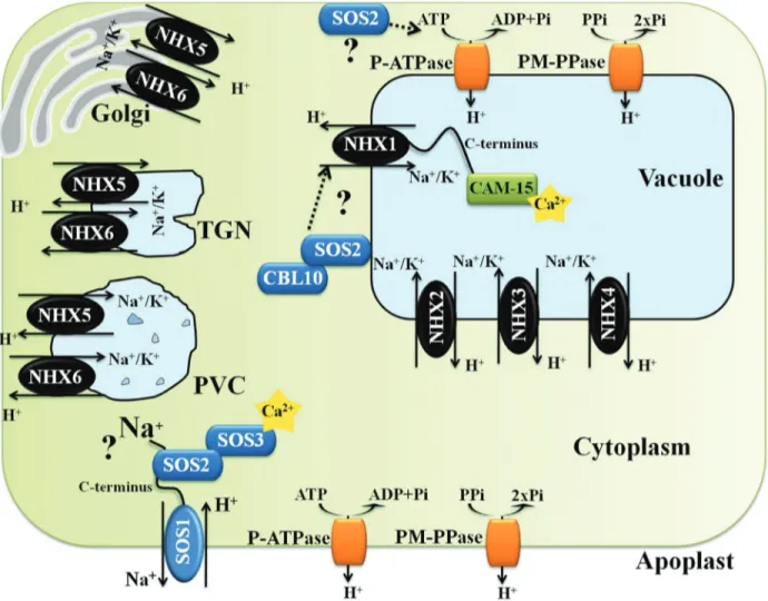 Figure 2 - Schematic representation of a hypothetical Arabidopsis cell indicating subcellular localizations, functions, and regulations of NHXs antiporters (NHX1-6), plasma membrane H + -ATPase (P-ATPase), tonoplast H + -ATPase (V-ATPase), tonoplast H + -P