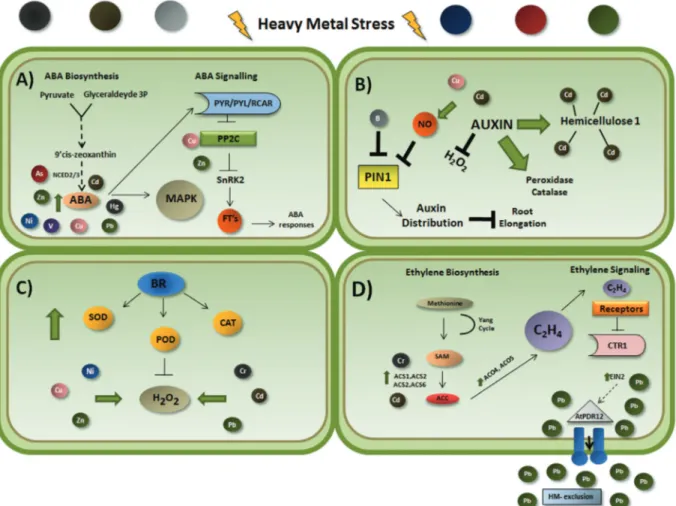 Figure 1 - Schematic representation showing some interactions between the plant hormones abscisic acid (A), auxin (B), brassinosteroids (C) and ethyl- ethyl-ene (D) under heavy metal exposure