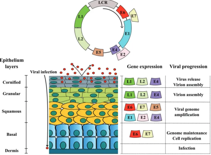 Figure 1 - BPV genome organization and differential protein expression: double strand DNA circular genome divided in early (E), late (L) and long codon region (LCR)