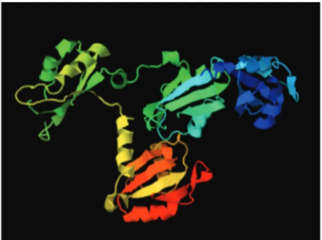 Figure 1 - Structural prediction of ScPab1 (A) and TcPabp1 (B) proteins (Phyre2 program).