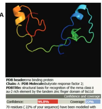 Figure 4 - Structural prediction of ScScp160 protein (Phyre2 program).