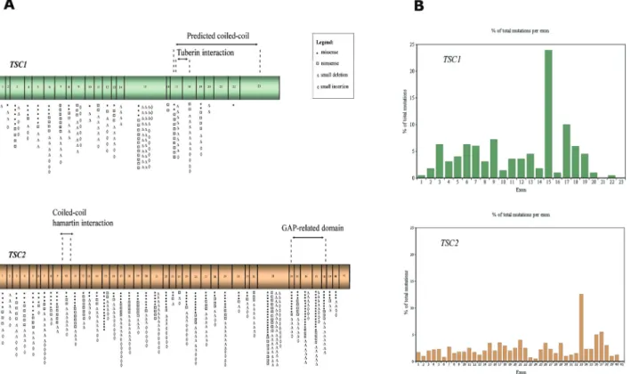 Figure 1 - TSC1 and TSC2 gene structure, domains and distribution of point mutations. (A) Schematic representation of TSC1 and TSC2 exons and the domains of hamartin and tuberin, respectively, codified by them