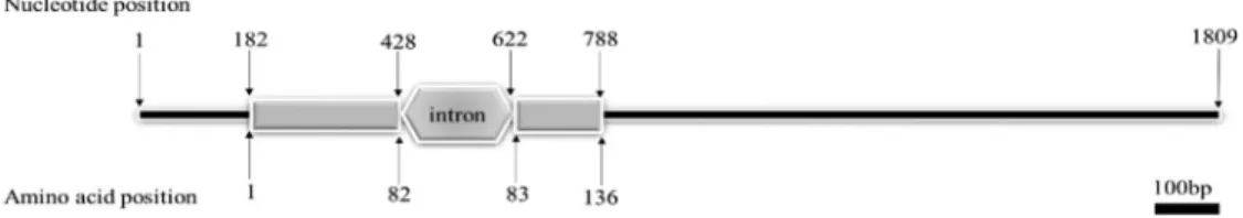 Figure 1 - Deduced amino acid and sequences of PmPDRG1. (a) Numbers on the right and left of each row represent amino acid or nucleotide position;