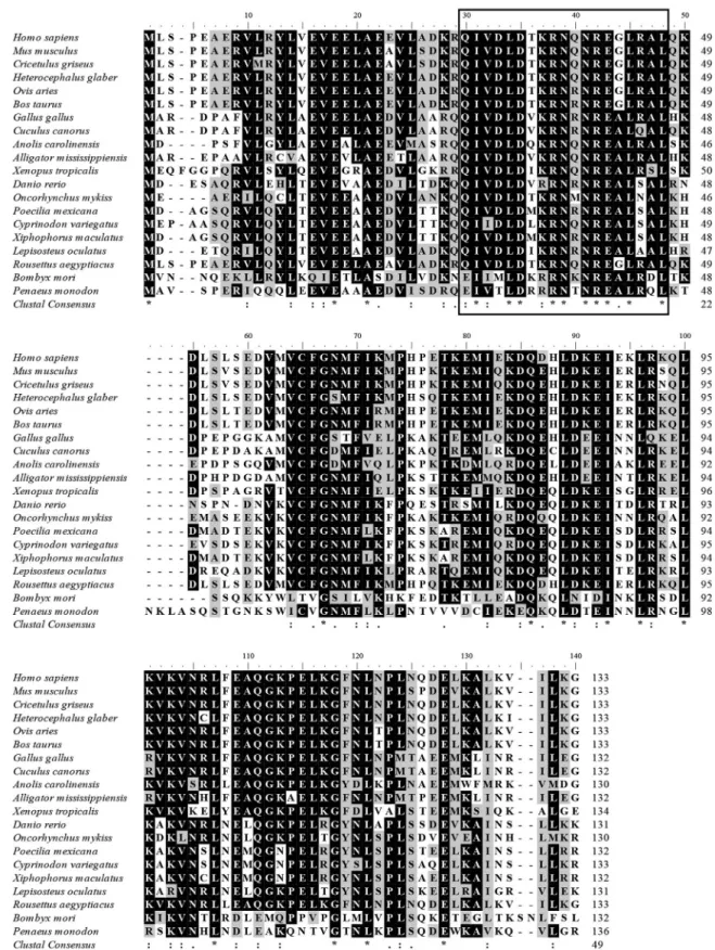 Figure 2 - Multiple alignments of the deduced amino acid sequence of PmPDRG1 with other known PDRG1 aligned by Clustal X 2