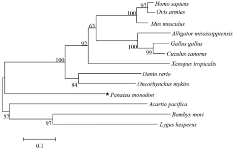 Figure 3 - NJ phylogenetic tree based on amino acid sequence encoded by PDRG1 as revealed by MEGA 5