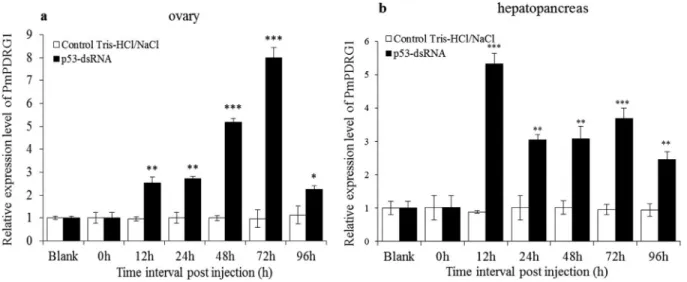 Figure 6 - PmPDRG1 mRNA expression profiles after silencing by Pmp53-dsRNA. (a) PmPDRG1 relative expression levels in ovary tissue post treat- treat-ment with Pmp53-dsRNA; (b) PmPDRG1 relative expression levels in hepatopancreas tissue post treatment with 