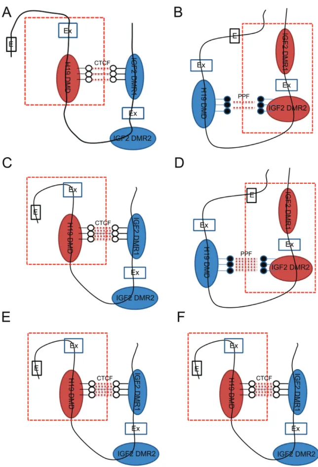 Figure 5 - Schematic representations of H19/IGF2. DNA methylation interactions of H19 DMD and IGF2 DMRs on the maternal (A) and paternal allele (B) in the male eye