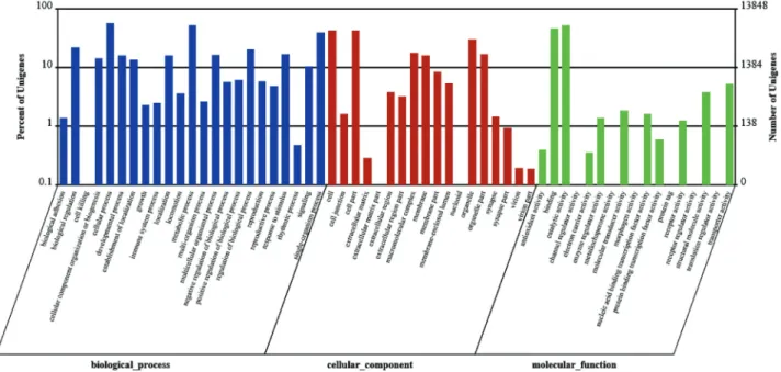 Figure 1 - Gene ontology (GO) classification of transcripts from the two gill samples (GN and GW)